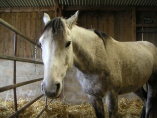 Horseback riding near Plesse 
